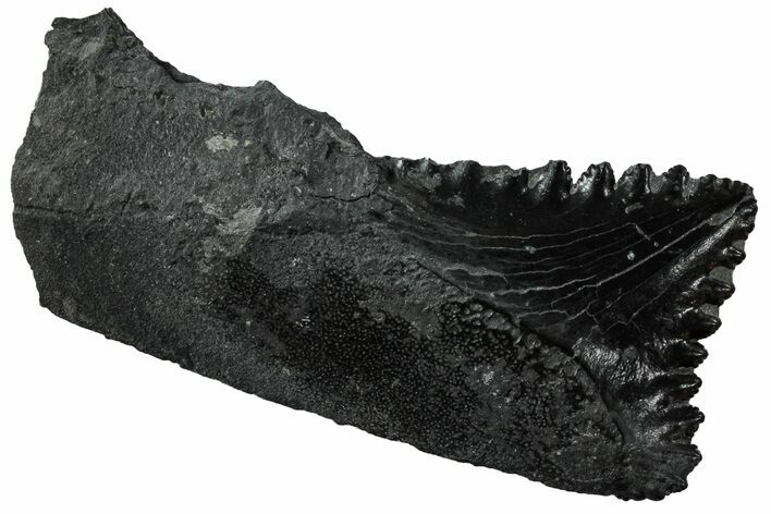 Bizarre Edestus Shark Tooth In Jaw Section - Carboniferous #231946